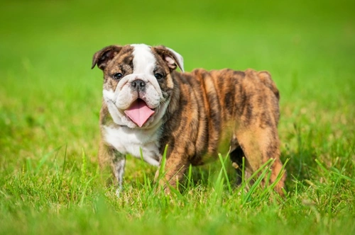 English Bulldogs UK breeding decline & health concerns 2025