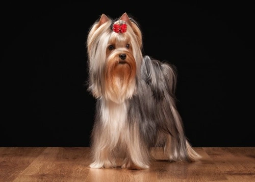 Yorkshire Terrier Grooming: Essential Do's and Don'ts