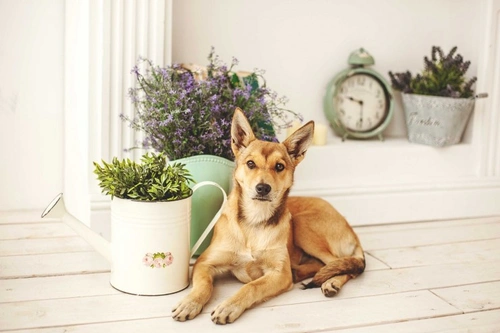 8 hierbas y especias comunes seguras para perros
