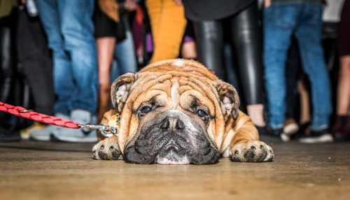 10 consejos expertos para mantener tranquilo a tu perro en Nochevieja