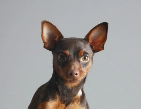 10 Very Talkative Dog Breeds: Vocal Canine Companions