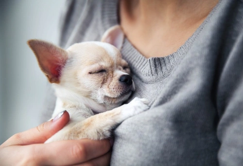 7 Common Reasons Why Your Dog Might Be Shivering