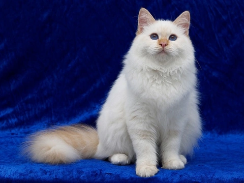 Turkish Angora: Hereditary Health Issues and Care Guide