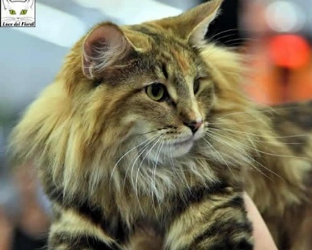 Il Norvegese delle Foreste, le cure e particolarità