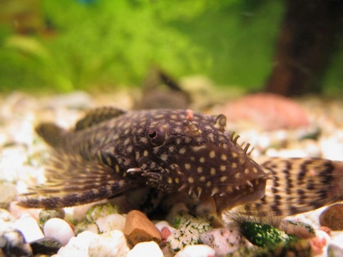 Best Bottom Feeders for Your Fish Tank: Top Picks & Care Tips