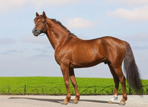 The Conformation of the Horse: A Complete Guide
