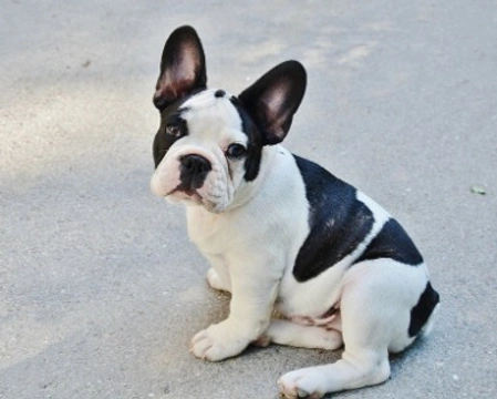 Bulldog francese nano: a che prezzo si trova in Italia e dove trovarlo