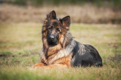 5 Pitfalls That Can Cause Dog Insurance Claims to Be Denied