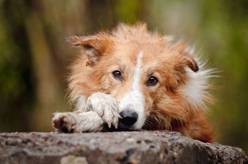 What to do if you suspect an animal is being mistreated
