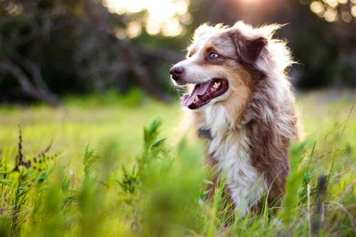 Haemophilia in Dogs UK 2025: Symptoms, Diagnosis & Care