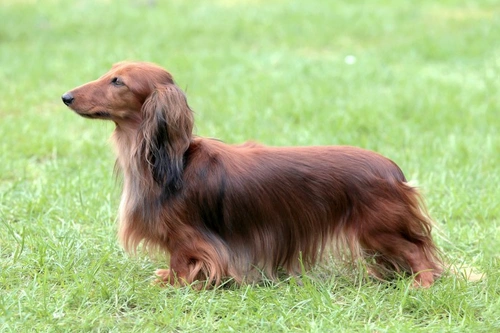 Intervertebral Disc Disease in Dogs: Symptoms, Causes & Treatment