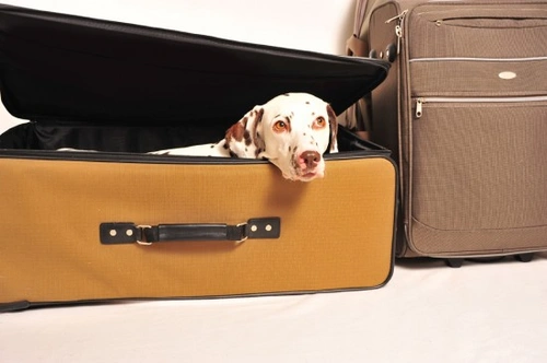 Hoteles para perros: consejos esenciales para una estancia perfecta