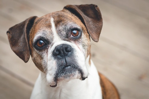 Guide to Adenocarcinoma of the Lungs in Dogs