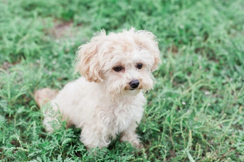 10 Essential Things to Know About Maltipoos Before Buying