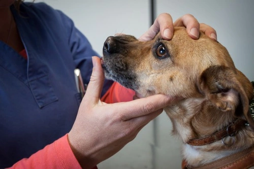 What White Gums in Dogs Mean: Causes and When to Act