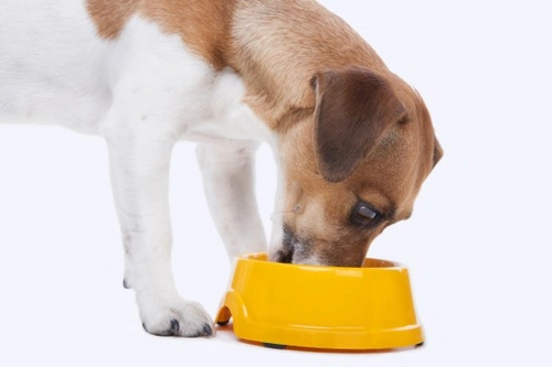 Managing Diet for Diabetic Dogs: Essential Guide