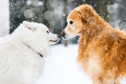 Introducing the Goberian: Golden Retriever + Siberian Husky Mix