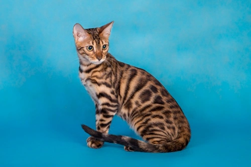 The Lifetime Cost of Owning a Cat: A Detailed UK Guide