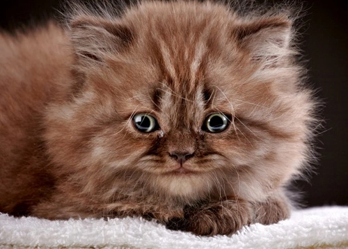 5 problemas comunes de salud en gatos que puedes prevenir