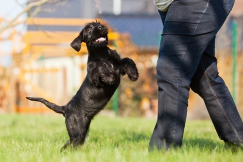 Cómo evitar que tu perro salte sobre las personas