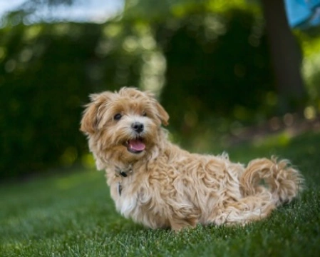 Maltipoo: carattere e prezzo di questa Mixed Breed