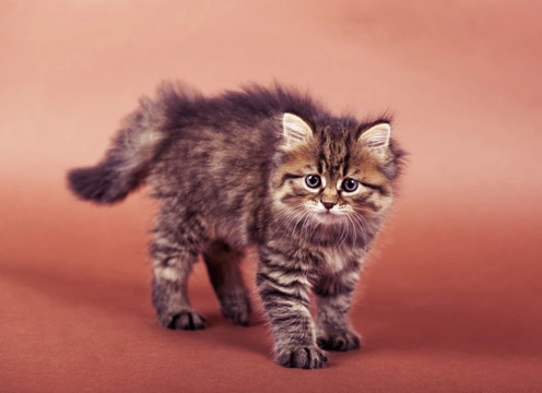 Should You Microchip Your Cat? Key Benefits Explained