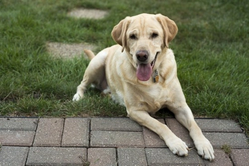 10 razas de perros ideales para climas cálidos y calurosos