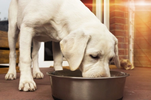 Does High Protein in Dog Food Mean Good Quality?