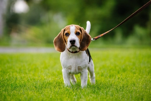 How to Give Your Dog More Exercise Without Walking More
