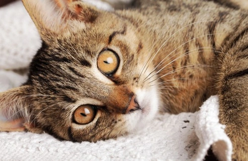 20 Costs to Know Before Getting a Cat