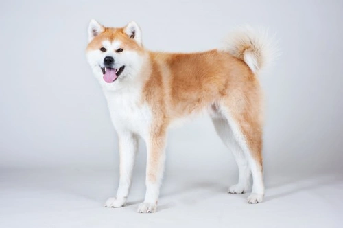 Japanese Akita Inu health and longevity guide