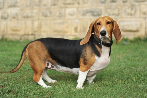 Five Most Common Chronic Health Problems in Dogs