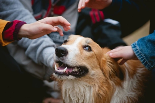 Taking Your Dog on the School Run: Is It a Good Idea?