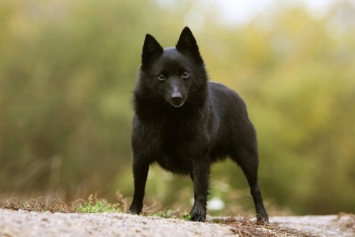 Guía de salud hereditaria y longevidad del perro Schipperke