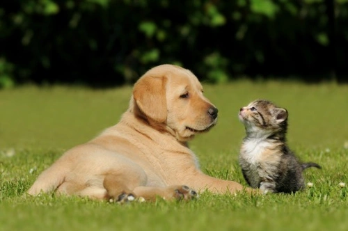 Teaching Puppies About Cats: A Step-by-Step Guide