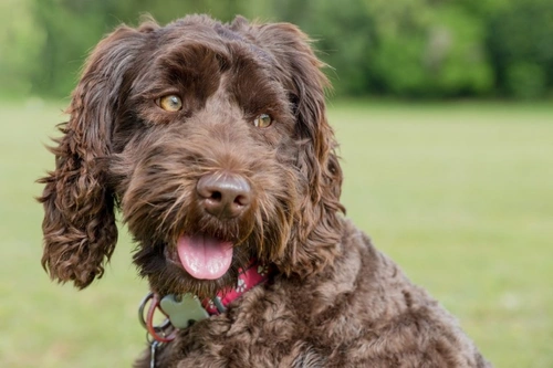 Iron Toxicity in Dogs: Symptoms, Causes & Treatment Guide
