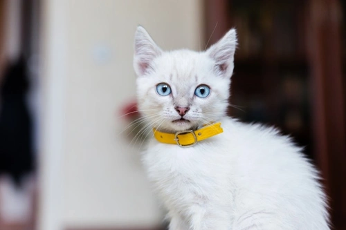 5 Essential Steps When You Get a New Kitten