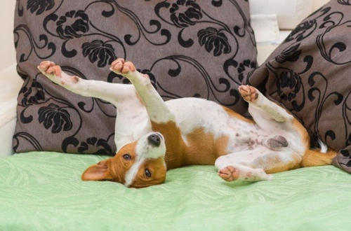 5 Effective Ways to Keep Pet Hair Under Control at Home