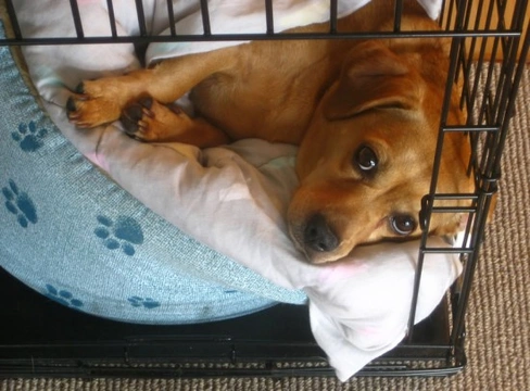 Complete Guide to Crate Training Your Dog or Puppy