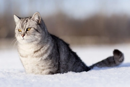 How to protect pets from ice and frost safely