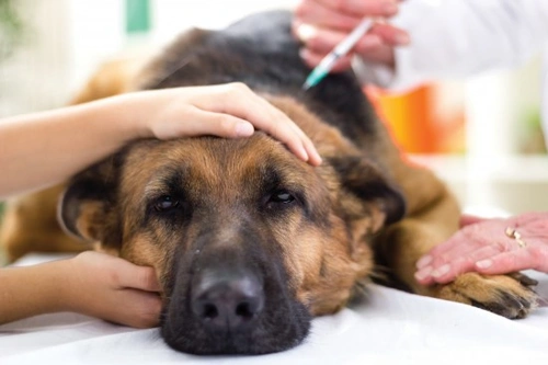 Are there any downsides to vaccinating dogs? Essential facts
