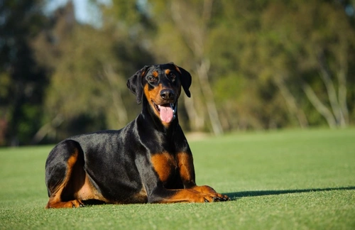 What is Von Willebrand's Disease in Dogs? A Complete Guide