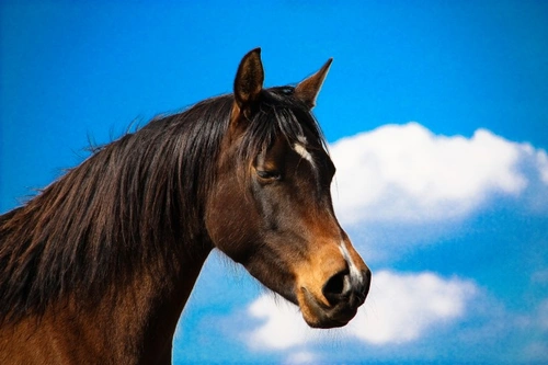 Trimming Your Horse’s Whiskers: Important Welfare Insights