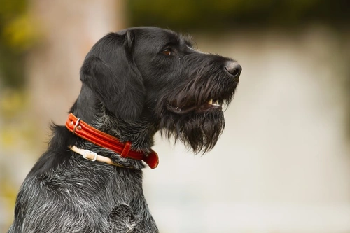Guía completa para el test de la enfermedad de Von Willebrand tipo II en perros