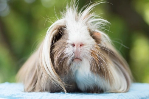 Complete Guide to Caring for the Peruvian Guinea Pig