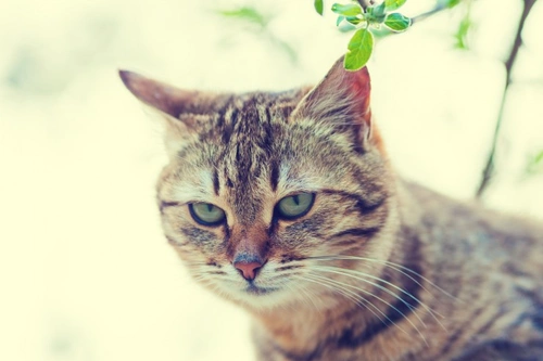 Why is my cat's fur falling out? Causes & Solutions
