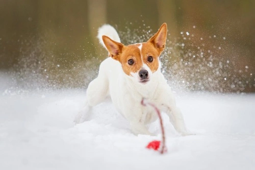 Recognising Hypothermia In Dogs: Symptoms & Treatment Guide