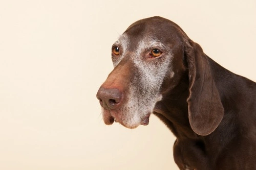 Dog Passing Blood: What to Do and When to Seek Help