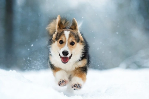 Four surprising dog bite statistics UK 2025