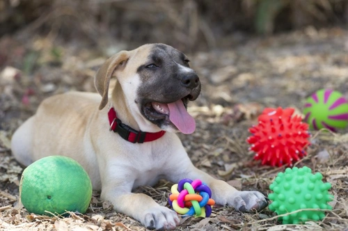 Cómo evitar que tu perro acumule comida y juguetes